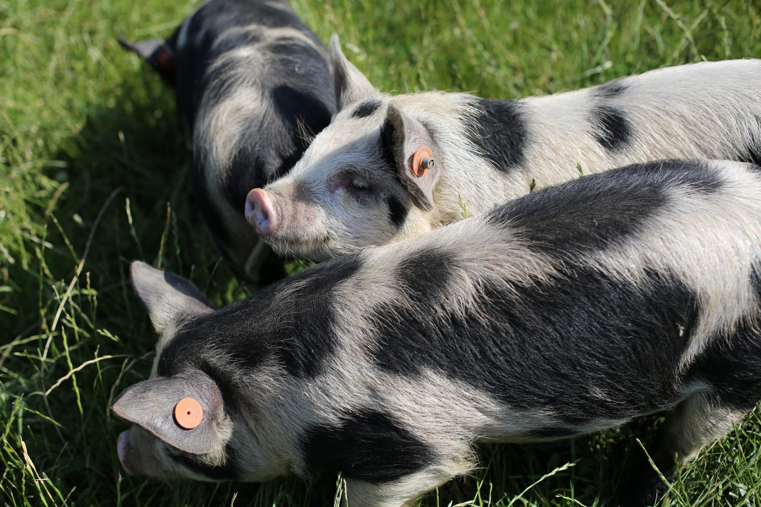 Three pigs in long grass