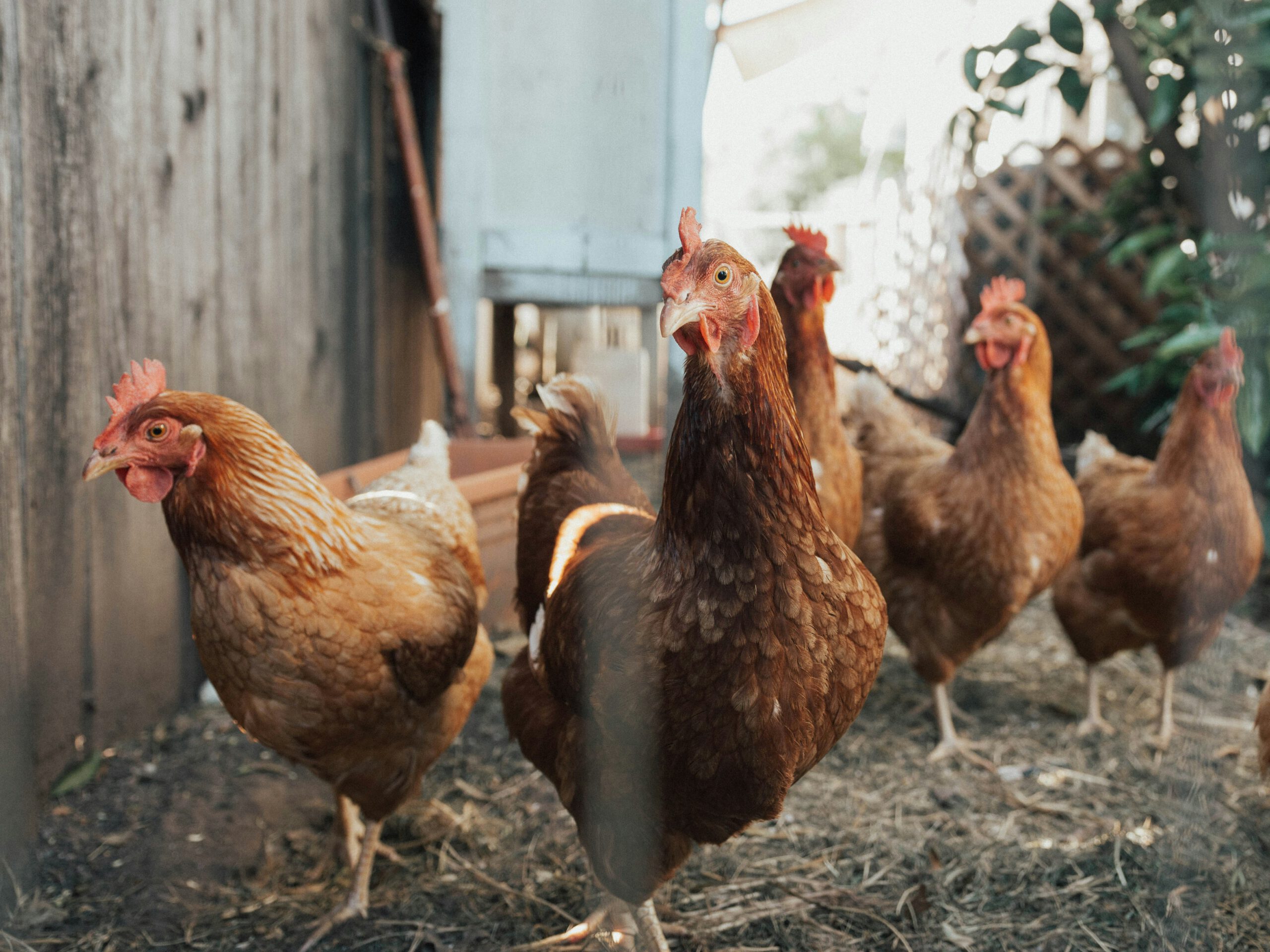 Chickens