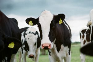 Small herd of dairy cows