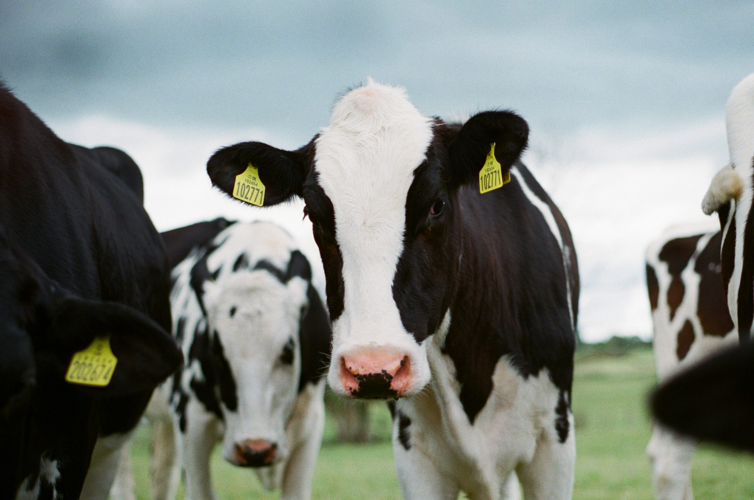 Small herd of dairy cows