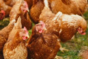 Reddish brown chickens on the grass