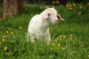 Young goat in a grassy field