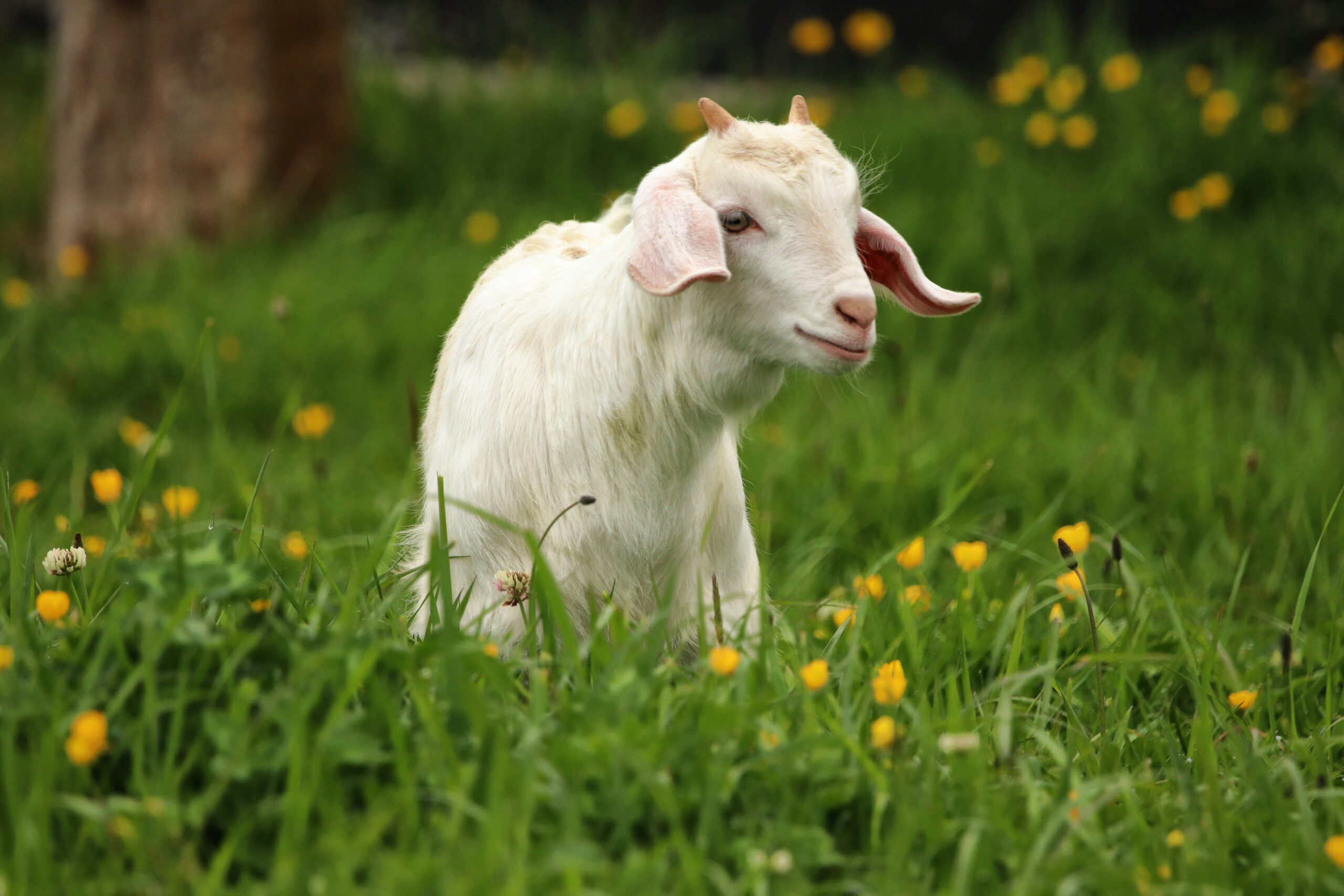 Young goat in a grassy field