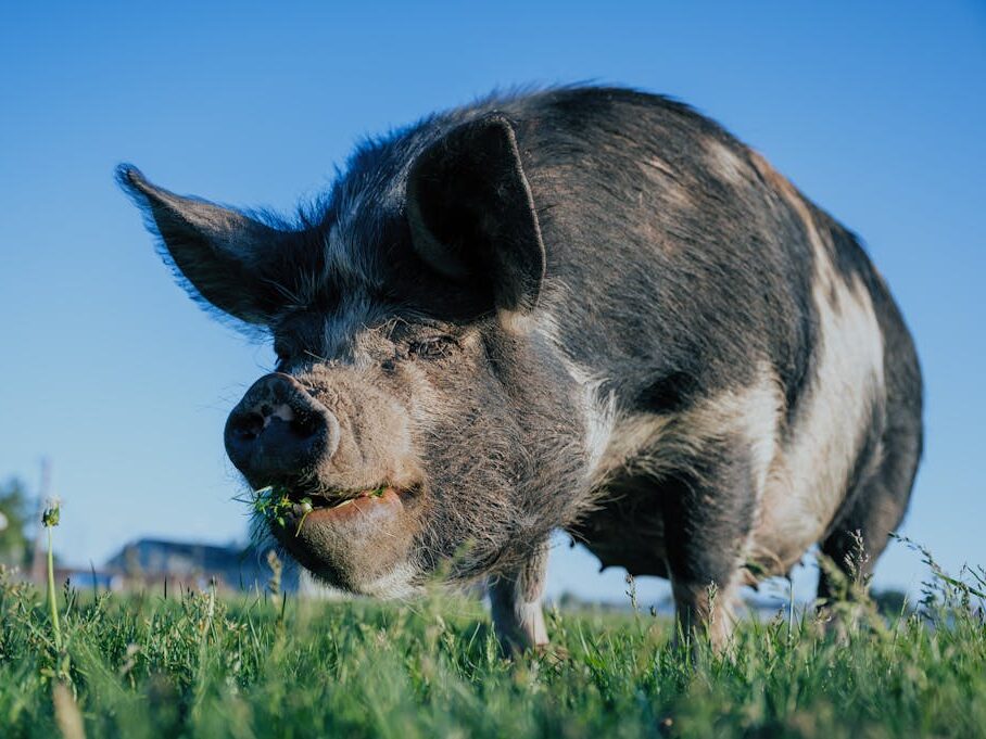 Black Pig on Green Grass Field