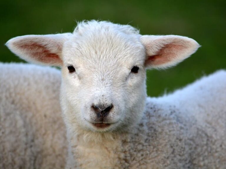 White Coated Lamb