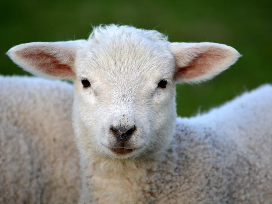 White Coated Lamb