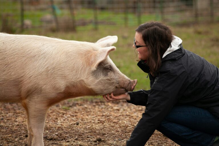 Woman scratching pig's chin