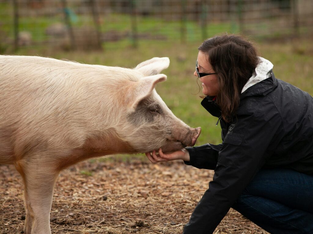 Woman scratching pig's chin