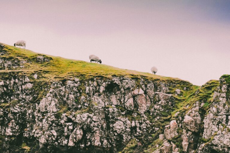 Sheep grazing near cliff