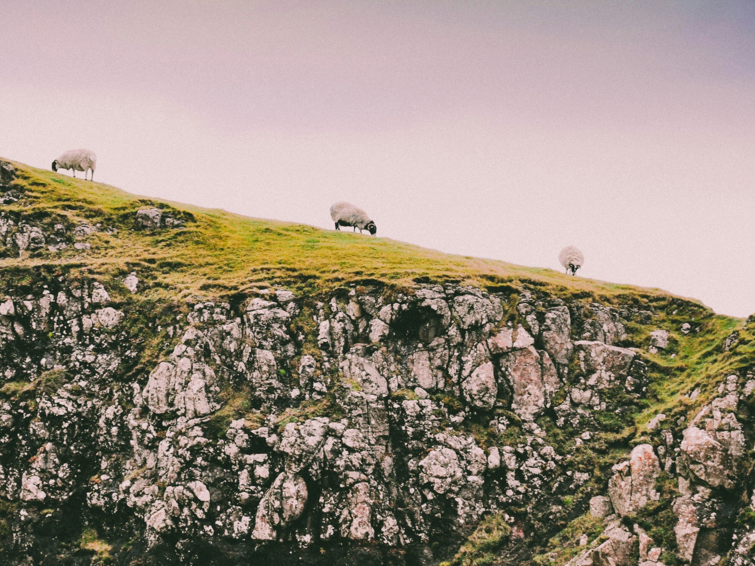 Sheep grazing near cliff