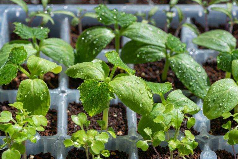 Young healthy seedlings