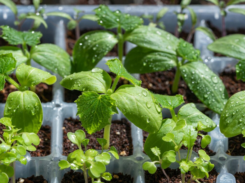 Young healthy seedlings