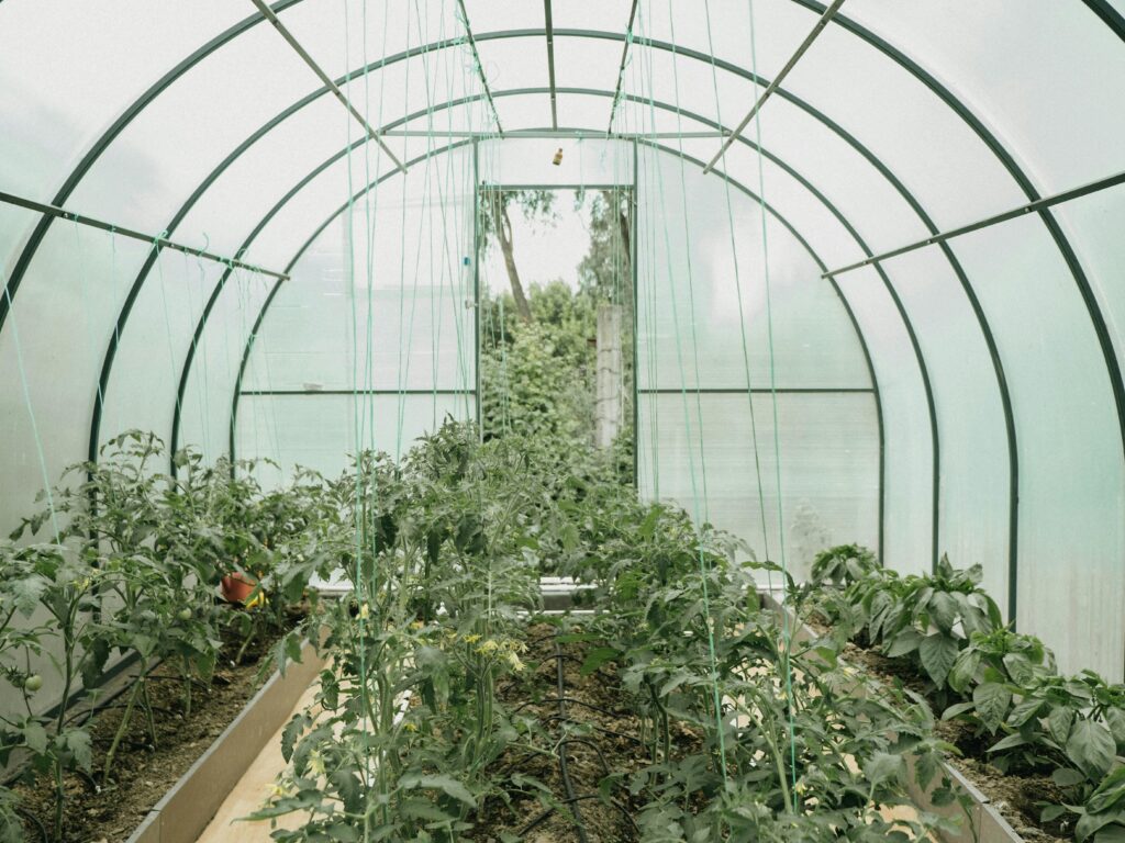 Plants growing in a greenhouse