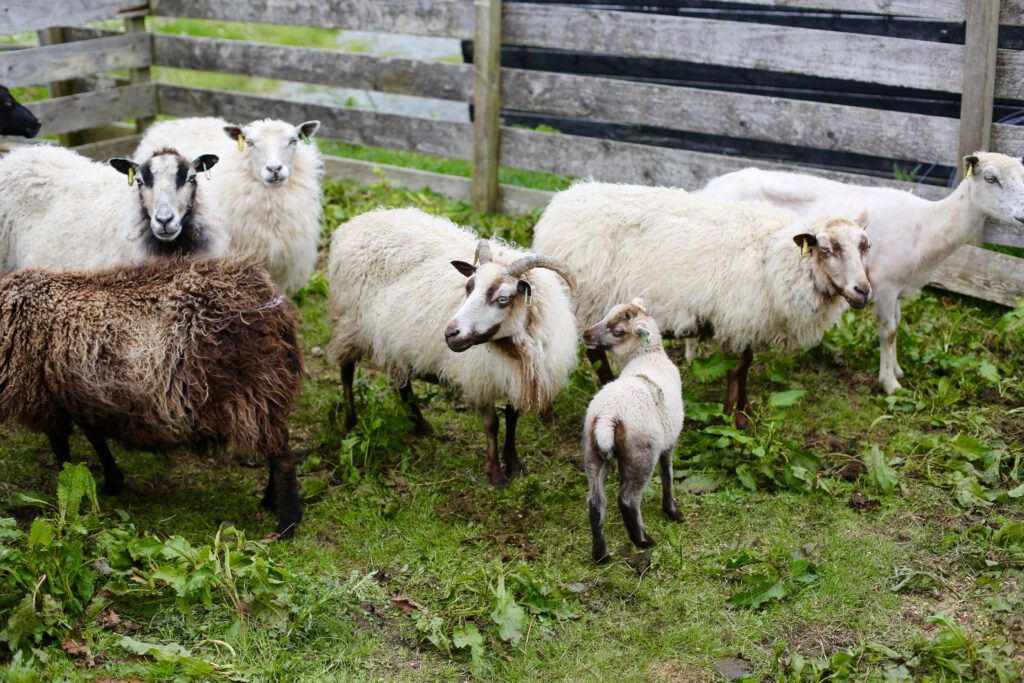Sheep in a field