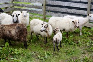Sheep in a pen