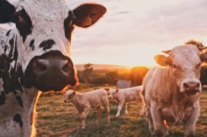 Cattle in a field in the evening