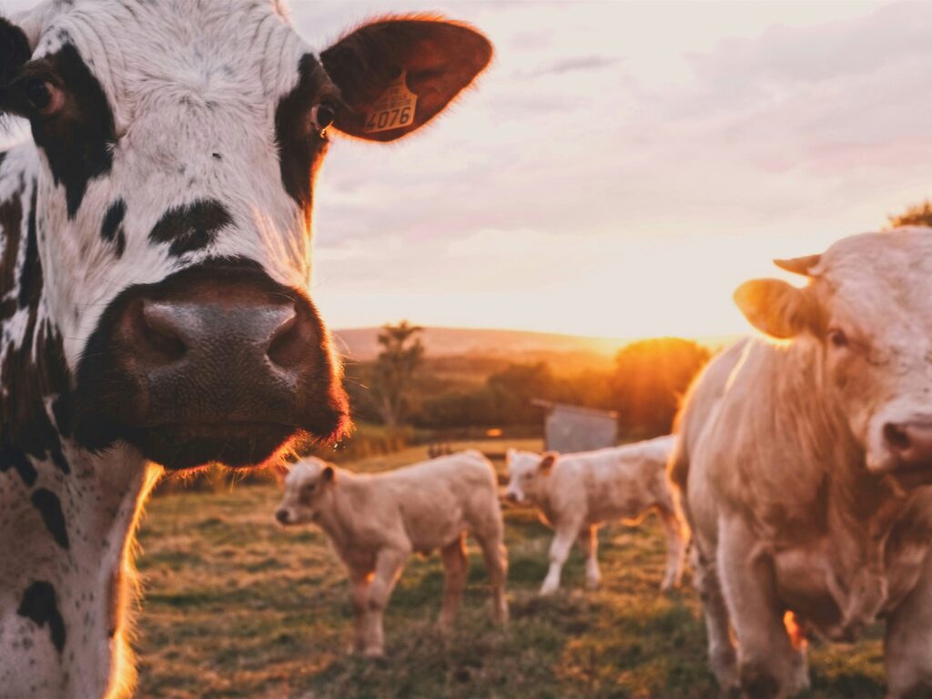 Cattle in a field in the evening