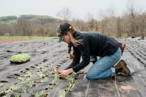 Young woman planting seedlings in a field