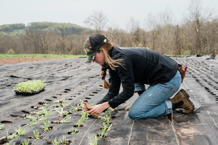 Young woman planting seedlings in a field