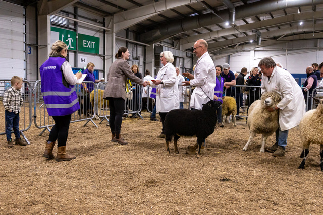 Judges and participant with sheep at the The Scottish Smallholder Festival