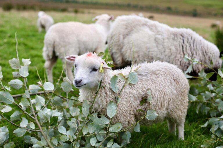 Bluetongue Virus (BTV-3) - Scottish Government Information for Small Producers